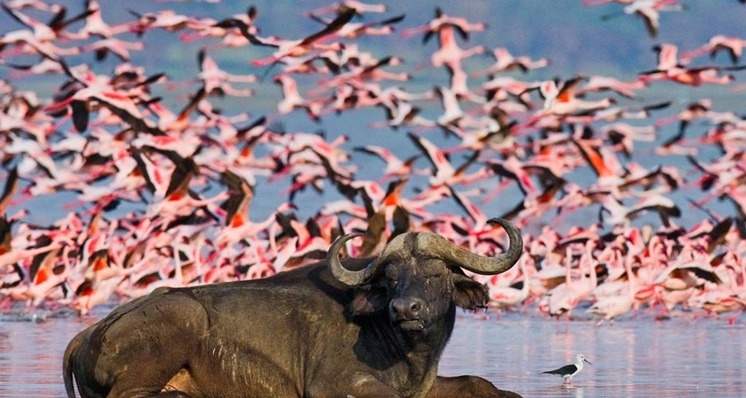 Kenya birding safari at lake Nakuru national park 